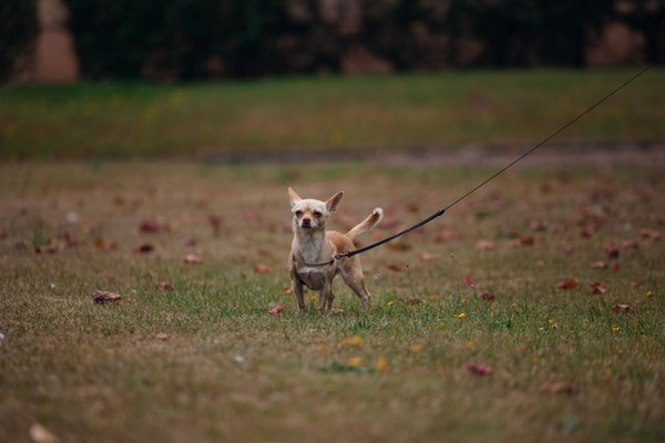 Unlocking the Ultimate Zero-Waste Kitchen: Discover the Best Design Layout for Sustainable Living